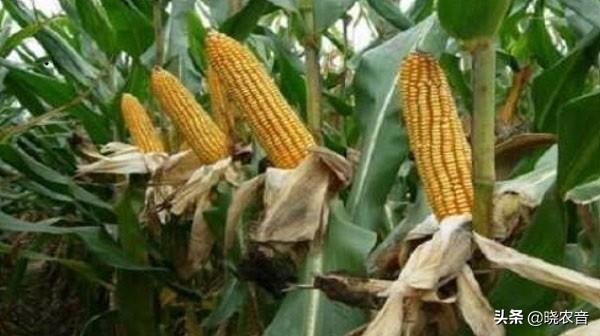 青贮玉米种植成本多少？青贮玉米和普通玉米有何区别？