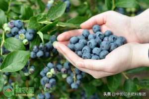 蓝莓广东能种植吗(广东南方怎样种植蓝莓？（附种植技术要点）)