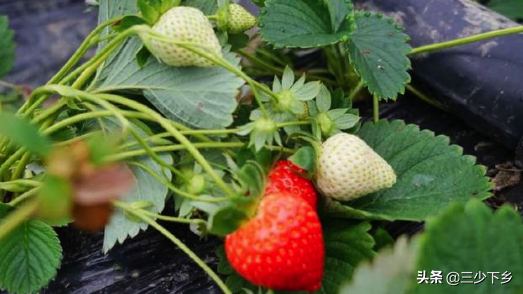 盛产草莓的7个农村乡镇，谁才是中国第1名？辽宁江苏各占两大席位