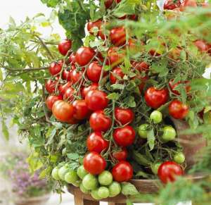 西红柿种植图解(阳台种小西红柿，5个步骤顺着来，掐心授粉打支架，一棵挂果100个)