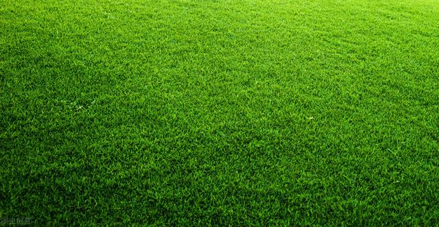 草坪种植管理技术，掌握播种和修剪技巧，促进草坪的绿化效果