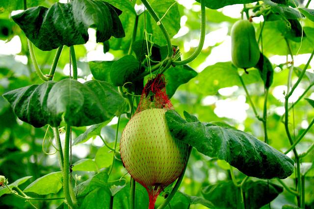 香瓜清香可口，掌握这5点种植技术，种出来的香瓜品质优、产量佳