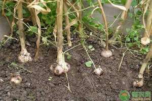 蒜苔怎样种植方法(大蒜要如何种植大蒜的播种时间和种植方法)