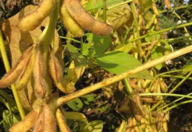 夏播大豆要高产，栽植要点以促为主，突出一个＂早＂字