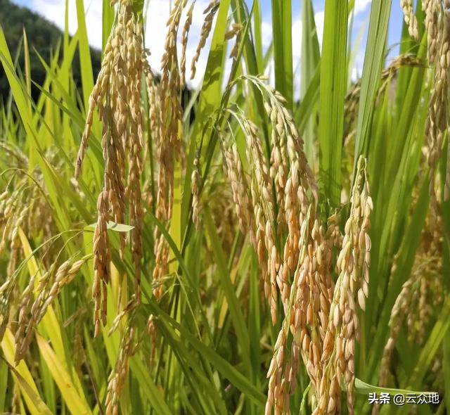如何种好优质稻？详解6个稻米品质的影响因素及保优技术要点