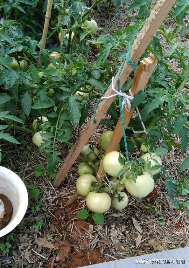 手把手教你种西红柿，在土壤插根枝条，7天生根，蹭蹭长出红果子