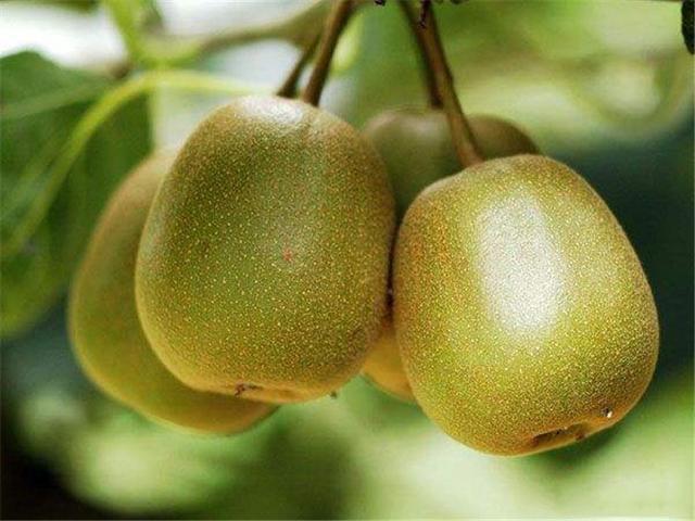 红心猕猴桃的种植和管理方法