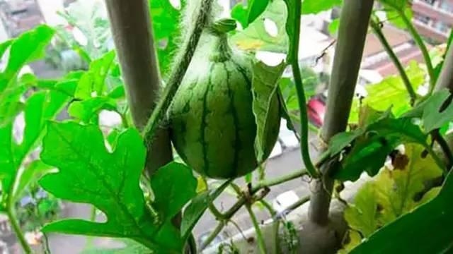 如何在花盆种出西瓜，看看能不能吃？