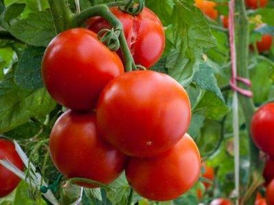 家种西红柿的栽培方法
