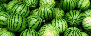 西瓜种子的种植方法(如何培育西瓜健壮幼苗？)