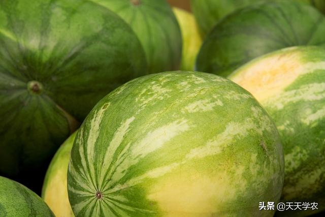 怎么种出产量高、品质好的西瓜？整地育苗、水肥管理等，要这么做
