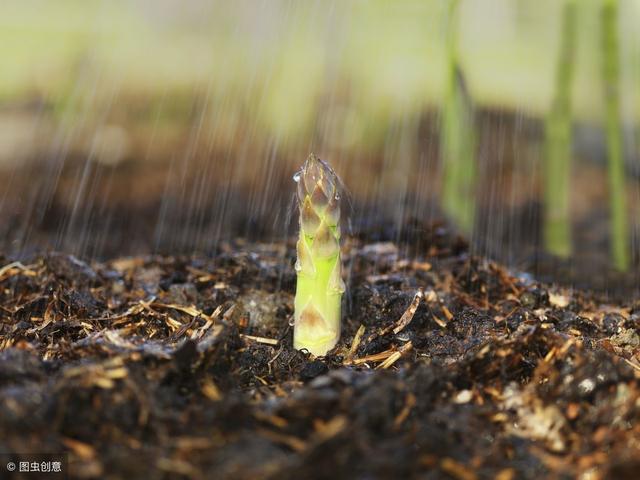 芦笋栽种一茬能采收10年，用好这些栽种管理方法，促产增收不难