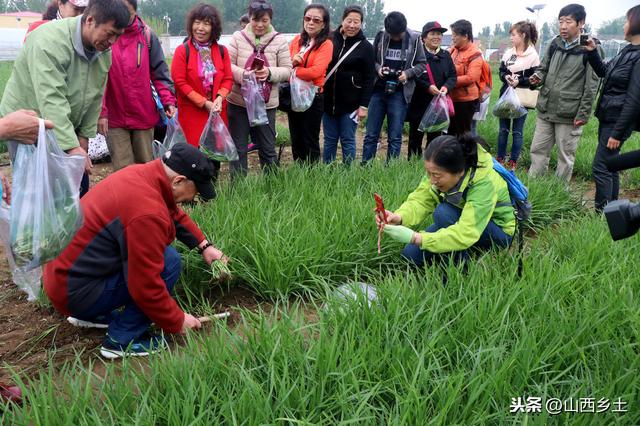 云南农民另类赚钱方法，种植韭菜不要叶子只要根，一亩利润五六千