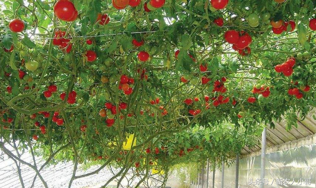 我眼中的日本设施番茄栽培