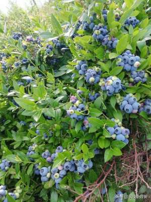 蓝莓夏普蓝种植(种植蓝莓怎么挑选优良品种？16个蓝莓品种由你自己选)