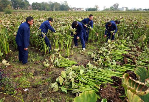 槟榔芋高产栽培技术，掌握田间管理的重要措施，提高种植户效益