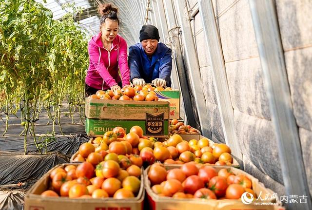 内蒙古呼和浩特：抢收蔬菜 供应市场