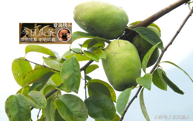 湖北宜昌：农民种植的木瓜，治疗风湿病的中药！不要把它当成梨！