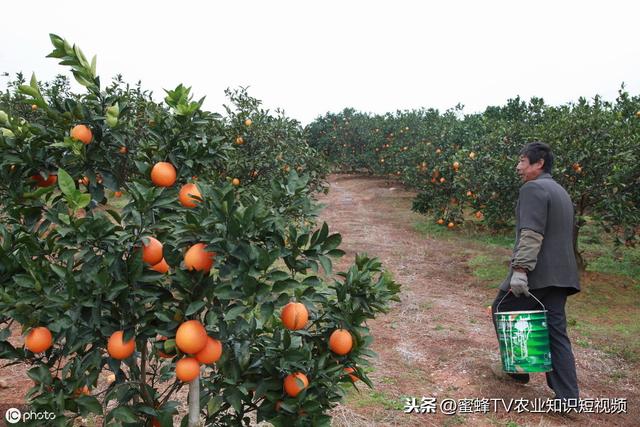 脐橙种植需要什么地理环境，什么样的地能种出好果呢？（一）