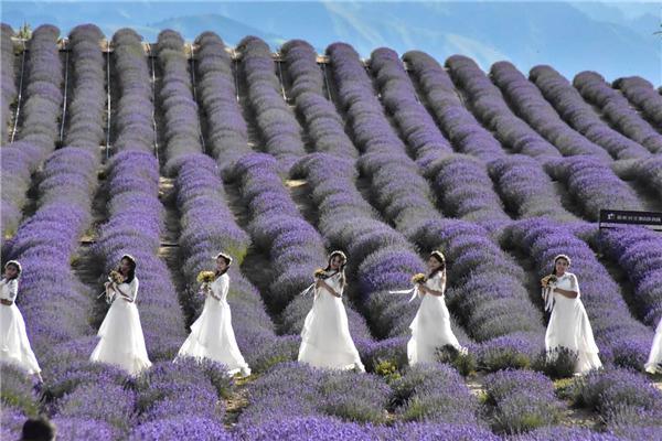 新疆霍城县：5万亩薰衣草盛开成花海