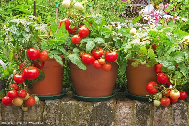 阳台盆栽西红柿，学些小技巧，挂果十几个，又大又红甜又沙