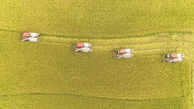 优质水稻种植技术(12316农技｜水稻栽培和管理技术有哪些？这里有干货)