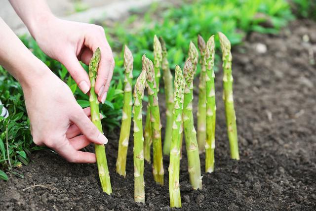 绿芦笋栽培，这些小技巧，和病虫害防治要记住，这样才能高产