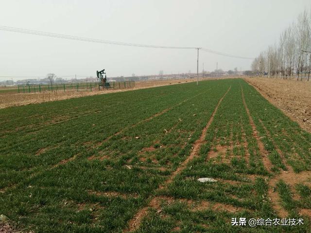 冬小麦种植技术