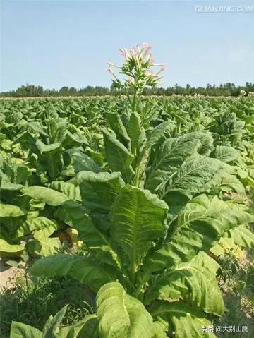 烟叶生长对环境的要求及种植技术介绍