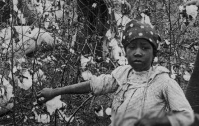 烈日下的阴影：美国南部棉花种植园黑奴的真实写照