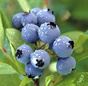 室内种植蓝莓(蓝莓能做家庭盆栽吗？蓝莓盆栽家庭种植技巧和有哪些注意事项？)