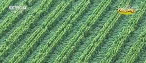 交叉种植(发展大豆玉米带状复合种植 挖掘潜力提升大豆产能)