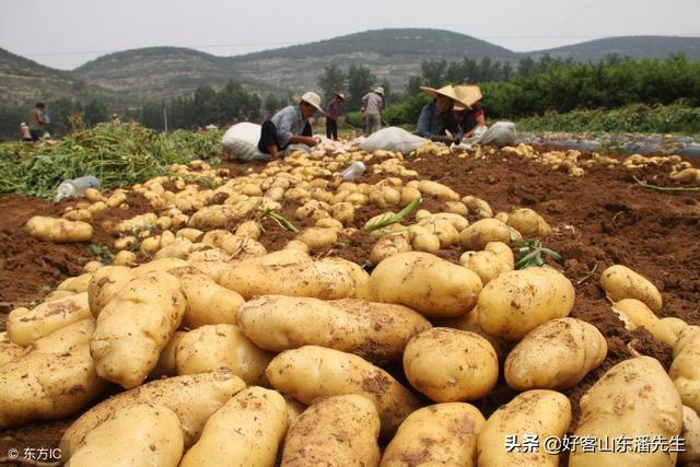 山东省滕州市的薯农春节前就开始忙碌起来，春土豆种植的最佳时期
