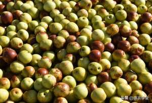 冬枣树的种植与管理(【冬枣种植】八九月冬枣树管理要点分享，助你丰收优质冬枣)