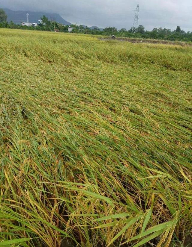害人的假水稻种子