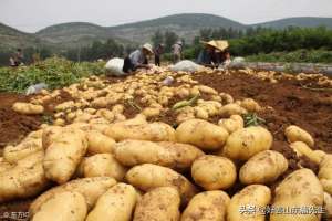 东北土豆种植时间(山东省滕州市的薯农春节前就开始忙碌起来，春土豆种植的最佳时期)