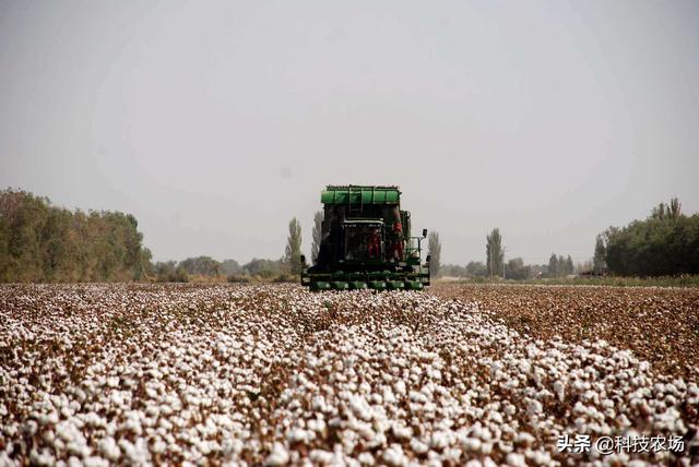 以前河南、河北、山东是棉花的主产区，为什么现在种的很少了？