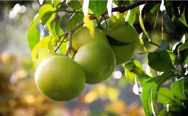 了解柚子种植的条件，才能种出口味清甜的柚子，而且个大皮薄