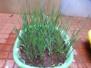 小麦草种子种植方法(在家用花盆轻松培育出小麦草盆栽，长一个月就能不断收割)