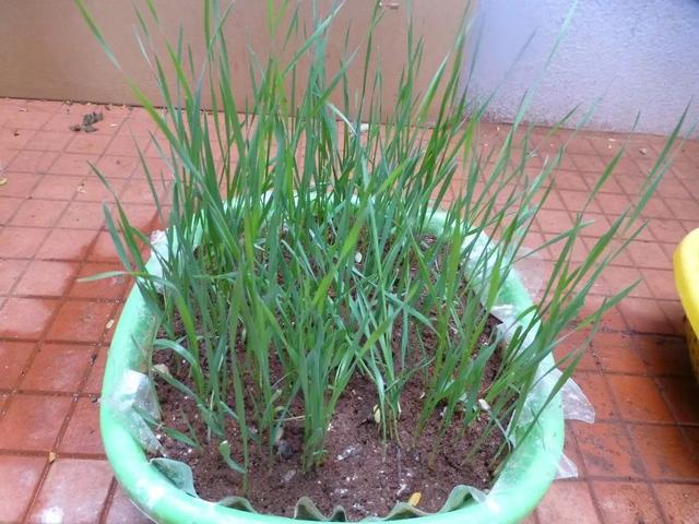 在家用花盆轻松培育出小麦草盆栽，长一个月就能不断收割