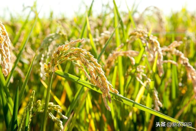 优质水稻高产栽培技术，掌握正确的方法才能实现大丰收！建议收藏