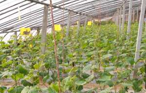 地黄瓜的种植技术(换个方法种黄瓜，无土栽培根系好，产量高，适合农户种植)