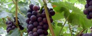 葡萄的种植方法和技术(种葡萄的正确方法)