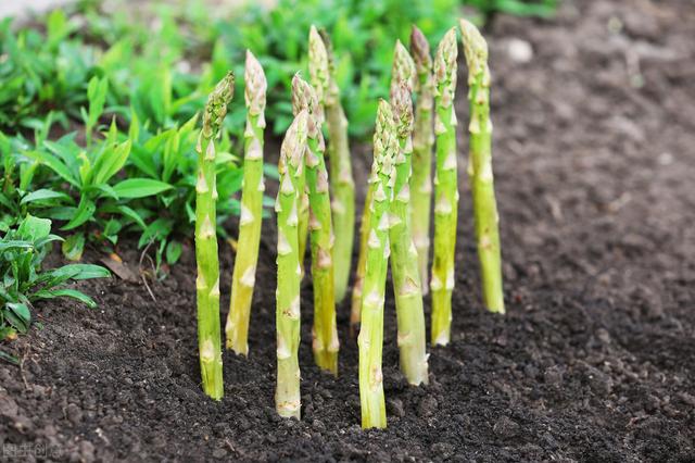 绿芦笋栽培，这些小技巧，和病虫害防治要记住，这样才能高产
