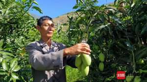 芒果种植场(四川会东县千亩椰香芒果丰收 一个村产值就达50万元)