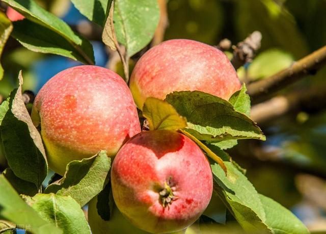 苹果也能种盆栽，阳台种一盆，结出果子挂满枝！
