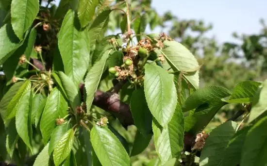 大连樱桃种植技术(露天大樱桃，春季管理注意六个环节)