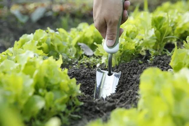 最经济实惠的盆栽种菜方式，精确5步骤，吃上自己栽种的蔬菜