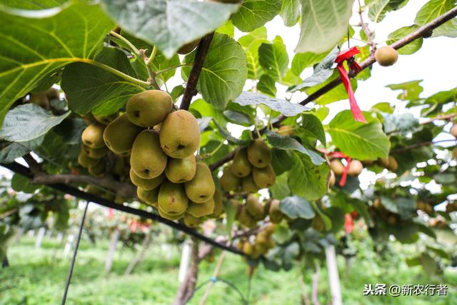 广东地区可以种植猕猴桃吗？