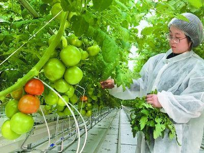 为节省人力，荷兰5个农民“搞定”1公顷番茄管理，怎么做到的？